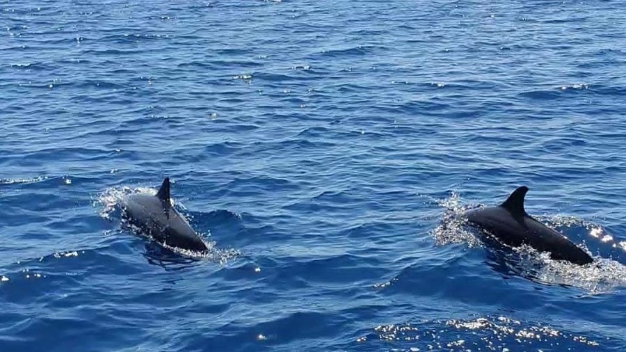 lorenso-bunaken-tours lorenso-dolphin-tours