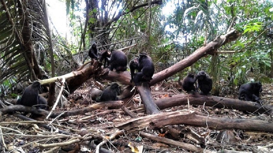 lorenso_bunaken-tours Lorenso Tangkoko tours